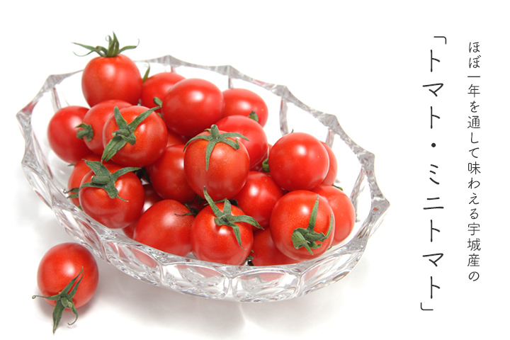 ほぼ一年を通して味わえる宇城産の「トマト・ミニトマト」